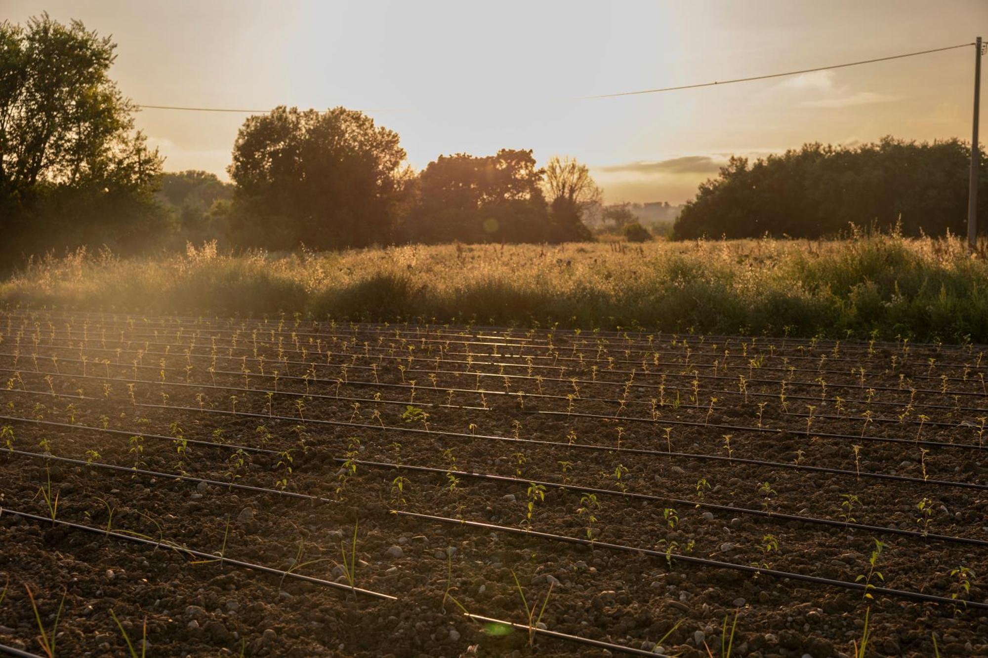 Albanella Agri Charme Tenuta Picilliヴィラ エクステリア 写真